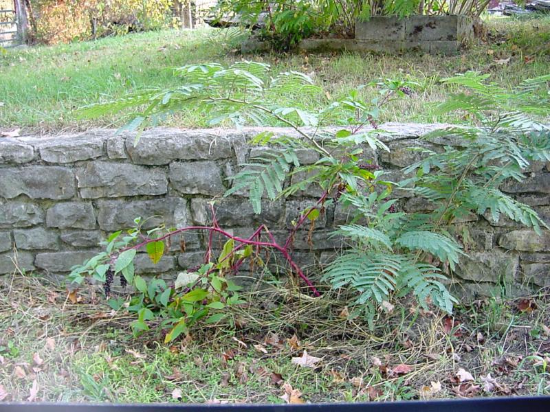 Wall from Chimney